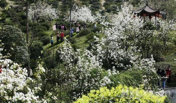 又是一年春來到 花舞人間花卉花期賞花攻略