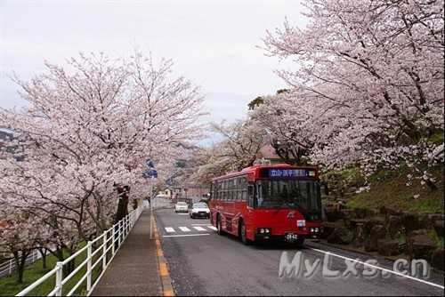 日本櫻花