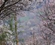 萬(wàn)畝梅園—平通走馬羌寨梅花山一日游