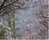 萬畝梅園—平通走馬羌寨梅花山一日游