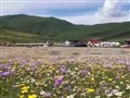 俄木塘花海、紅原大草原經典三日