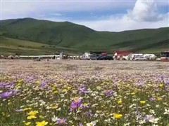 俄木塘花海、紅原大草原經(jīng)典三日